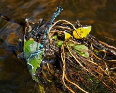 southerndamselfly150524j Southern Damselfly New Forest, Hampshire