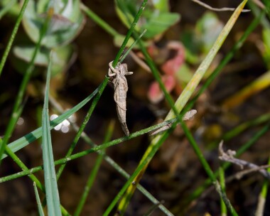 southerndamselfly150524k Southern Damselfly Exuvia New Forest, Hampshire