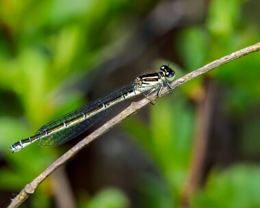 southerndamselfly150524l Southern Damselfly New Forest, Hampshire