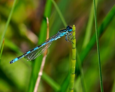 southerndamselfly150524m Southern Damselfly New Forest, Hampshire