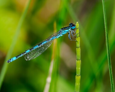 southerndamselfly150524n Southern Damselfly New Forest, Hampshire