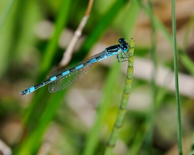 southerndamselfly150524o Southern Damselfly New Forest, Hampshire