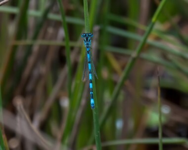 southerndamselfly210619 Southern Damselfly New Forest, Hampshire