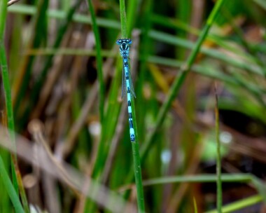 southerndamselfly210619b Southern Damselfly New Forest, Hampshire