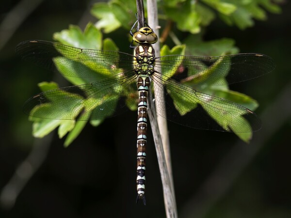 Southern Hawker