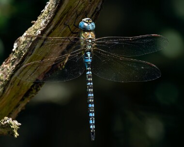 southernmigranthawk030726s Southern Migrant Hawker Northward Hill, Kent