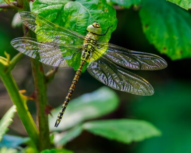 southernmigranthawk260624 Southern Migrant Hawker Cliffe Marshes, Kent