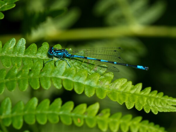 Variable Damselfly