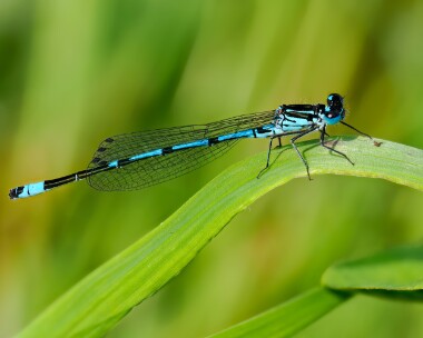 variabledam110524 Variable Damselfly Ham Wall, Somerset