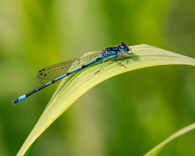variabledam110524d Variable Damselfly Ham Wall, Somerset