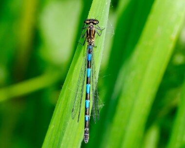 variabledam110524e Variable Damselfly Ham Wall, Somerset