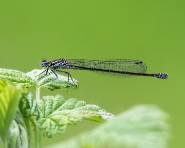 variabledamselfly040515 Variable Damselfly Alderfen Broad, Norfolk