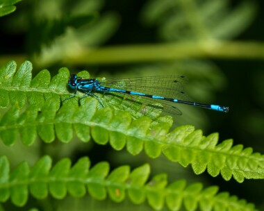 variabledamselfly040721b Variable Damselfly Catfield Fen, Norfolk