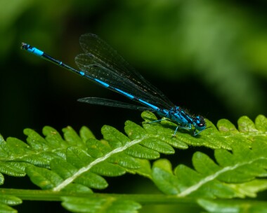 variabledamselfly040721c Variable Damselfly Catfield Fen, Norfolk