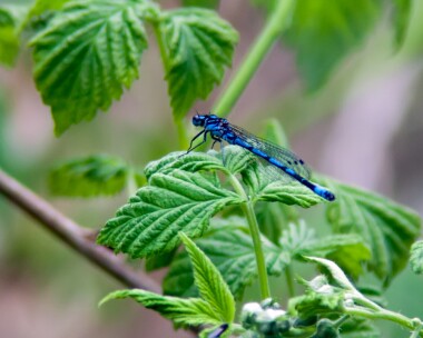 variabledamselfly100512 Variable Damselfly Alderfen Broad, Norfolk