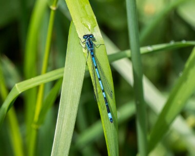 variabledamselfly200522 Variable Damselfly Ham Wall, Somerset