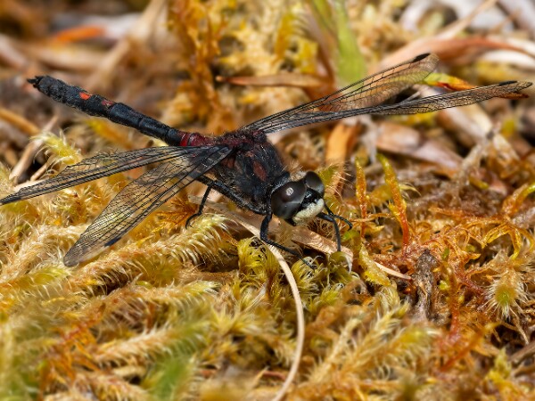 White-faced Darter