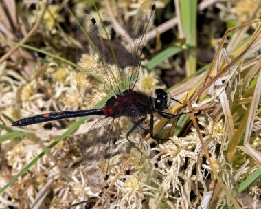whitefaceddarter170625 White-faced Darter Tomdoun, Scotland