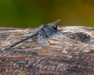 whitefaceddarter260623s White-faced Darter Fersit, Scotland