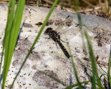 whitefaceddarter290618 White-faced Darter Tomdoun, Scotland