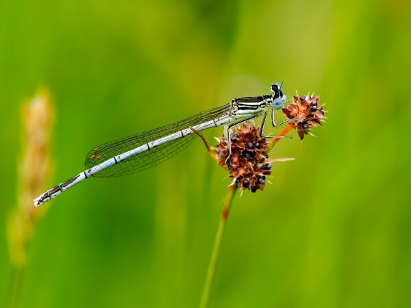 White-legged Damselfly