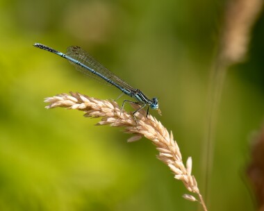 whiteleggeddam200722 White-legged Damselfly Bedgebury Pinetum, Kent