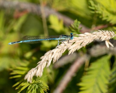 whiteleggeddam200722b White-legged Damselfly Bedgebury Pinetum, Kent