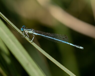 whiteleggeddam200722c White-legged Damselfly Bedgebury Pinetum, Kent
