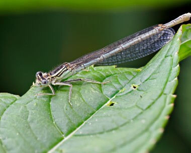 whiteleggeddam220624 White-legged Damselfly Ripple, Gloucestershire