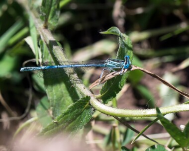 whiteleggeddamselfly020717 White-legged Damselfly, Dixton, South Wales