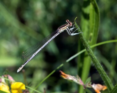 whiteleggeddamselfly020717b White-legged Damselfly, Dixton, South Wales