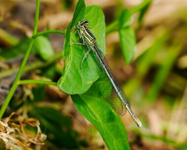 whiteleggeddamselfly220624 White-legged Damselfly Ripple, Gloucestershire