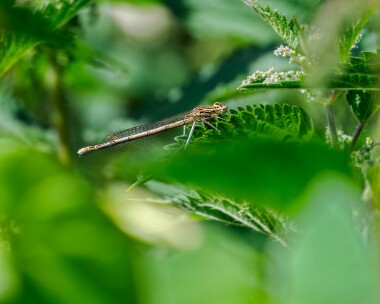 whiteleggeddamselfly220624c