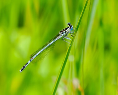 whiteleggeddamselfly220624d White-legged Damselfly Ripple, Gloucestershire