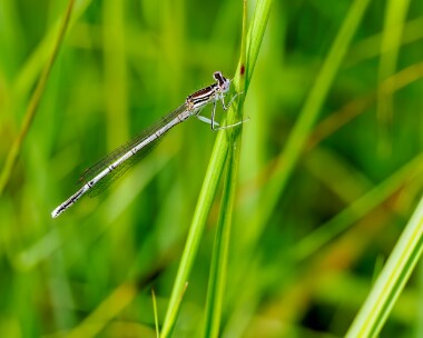 whiteleggeddamselfly220624e White-legged Damselfly Ripple, Gloucestershire