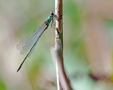 willowemerald220923 Willow Emerald Kelling Heath, Norfolk