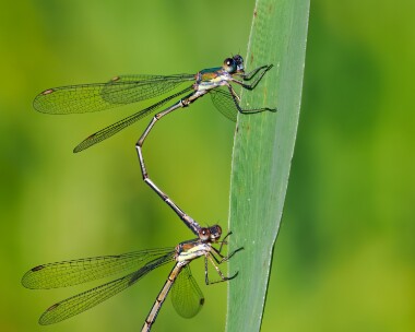 willowemerald220923b Willow Emerald Kelling Heath, Norfolk
