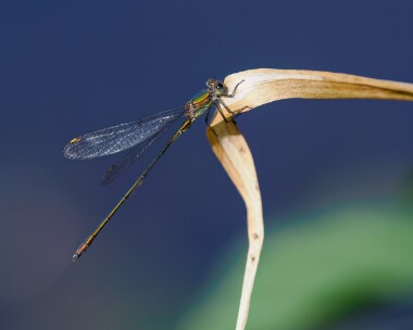 willowemerald220923c Willow Emerald Kelling Heath, Norfolk