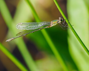 willowemerald220923d Willow Emerald Kelling Heath, Norfolk