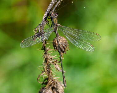 willowemerald220923e Willow Emerald Kelling Heath, Norfolk