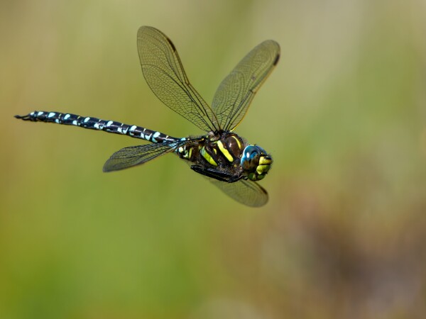 Dragonflies