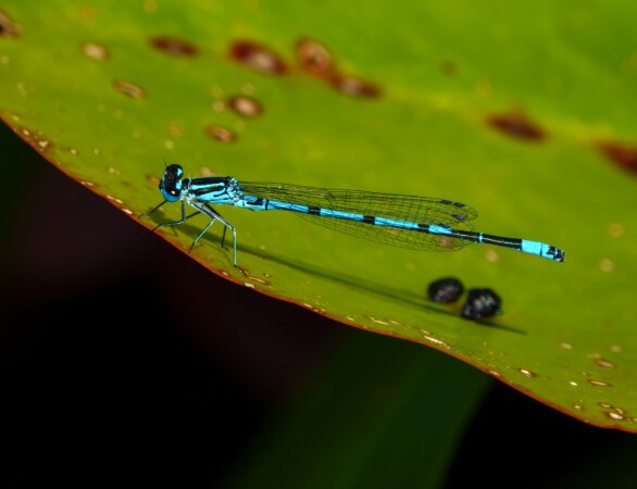 Azure Damselfly