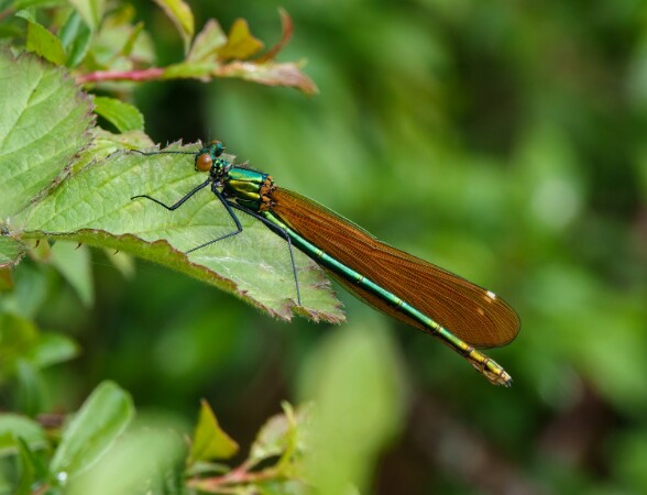 Beautiful Demoseille