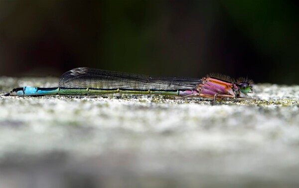 Blue-tailed Damselfly