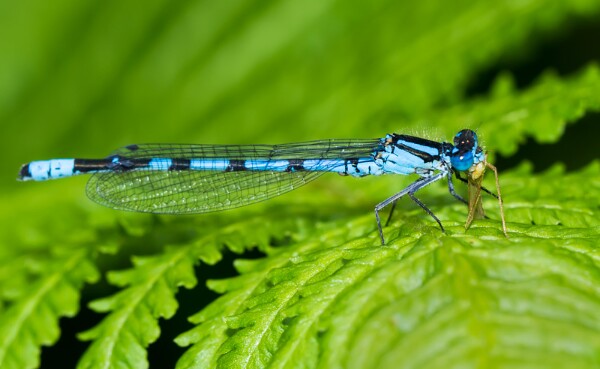Common Blue Damselfly