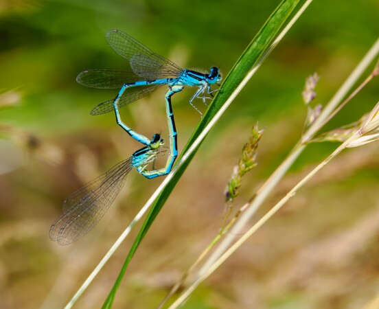 Dainty Damselfly