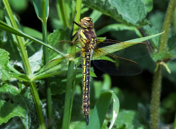Hairy Dragonfly