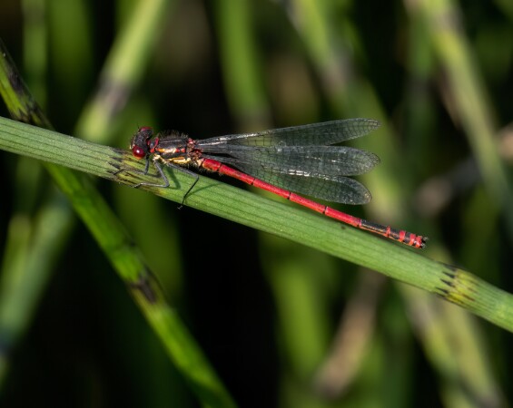 Large Red Damselfly