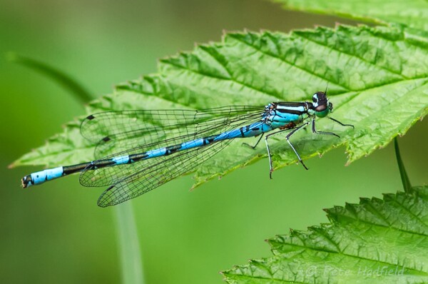 Northern Damselfly