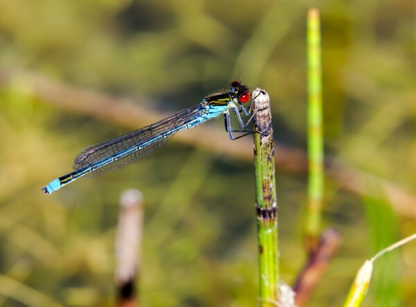 Red-eyed Damselfly